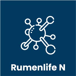 rumen life n